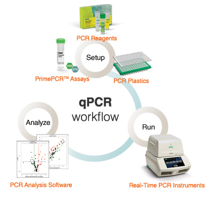 qPCR 工作流程