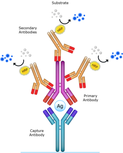 競爭ELISA